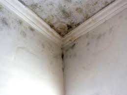 Best Emergency Mold Remediation  in Hampton, SC