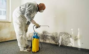 Best Black Mold Removal  in Hampton, SC