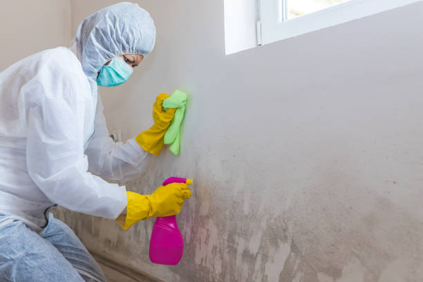 Best Forensic Mold Investigation  in Hampton, SC