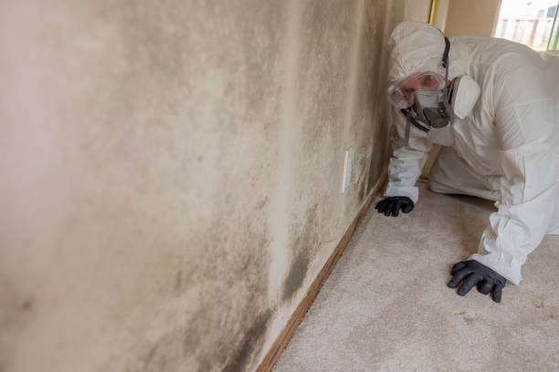 Biohazard Mold Removal in Hampton, SC